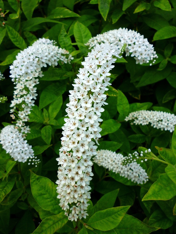 Nature bush summer