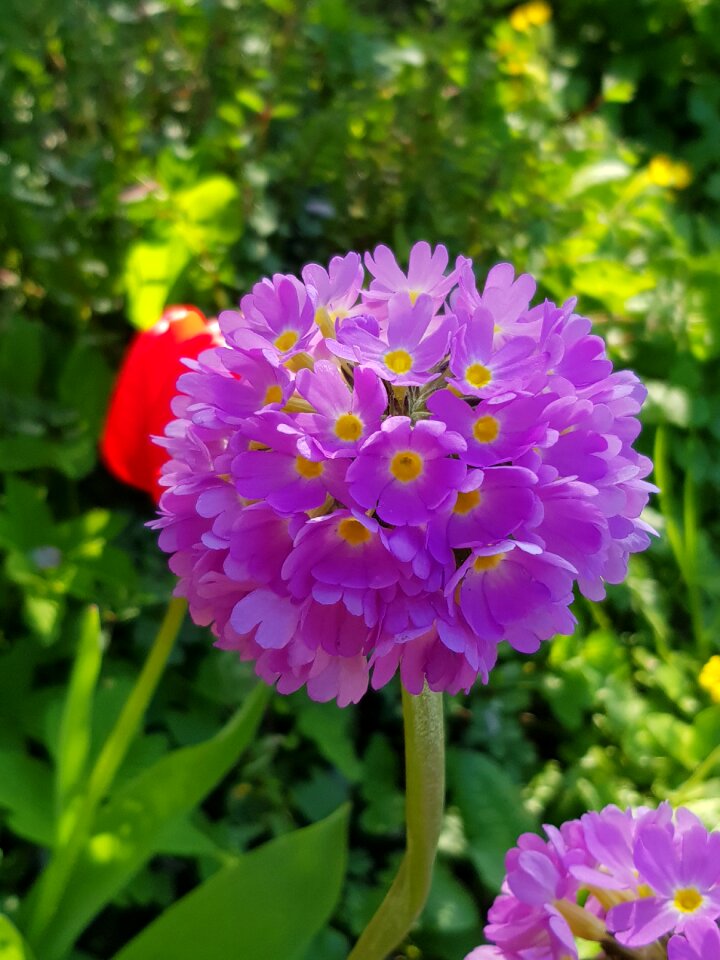 Greens bright flower