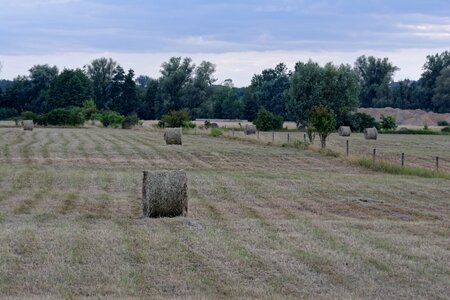 Grass landscape collect