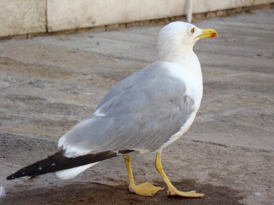 Seagull bird sea