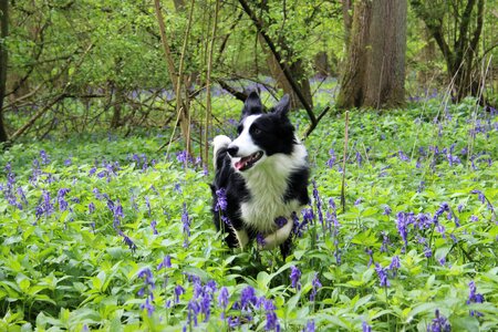 Nature spring woodland