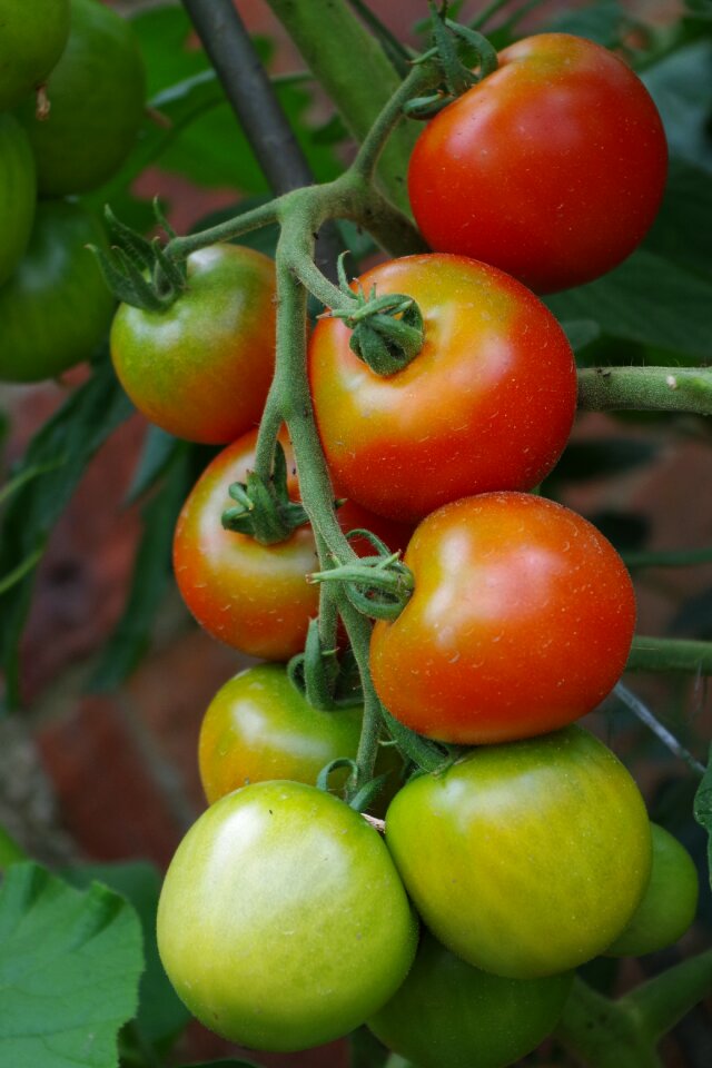 Green vegetables healthy