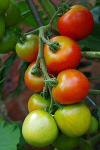 Green vegetables healthy