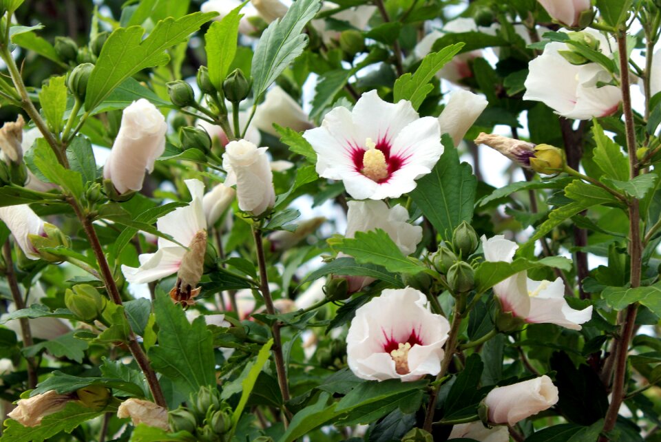 White summer plants