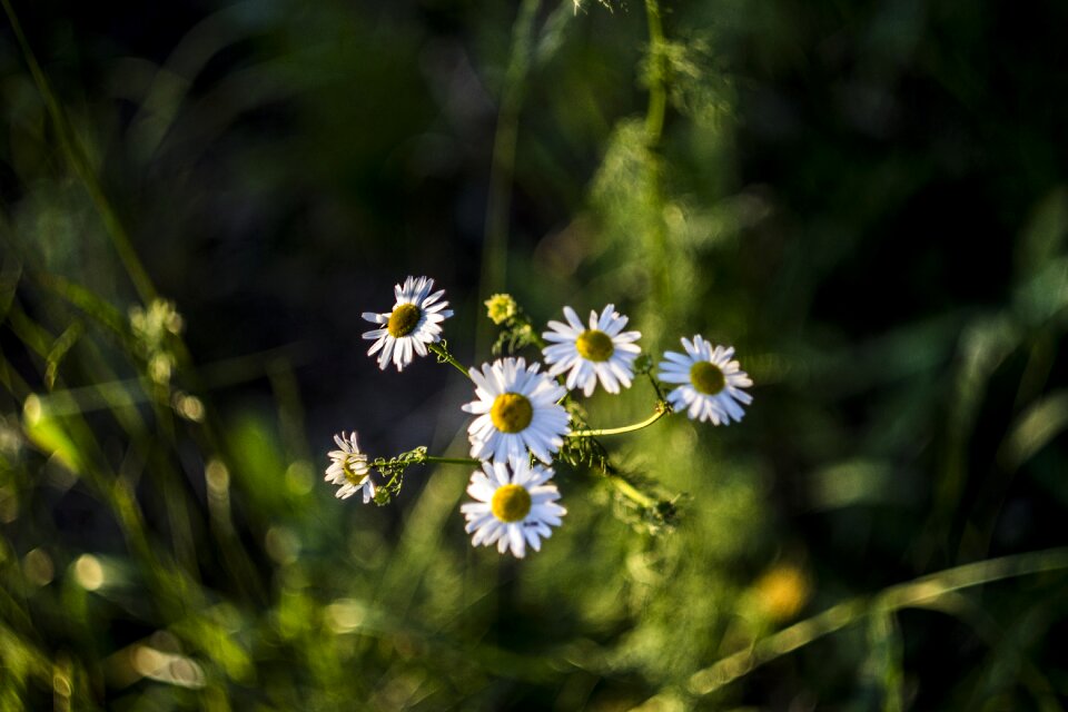 Nature summer flora