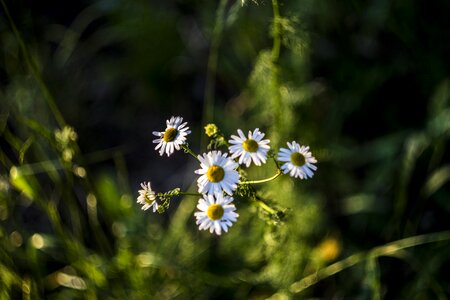 Nature summer flora