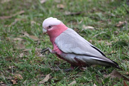Australia parrot pink photo