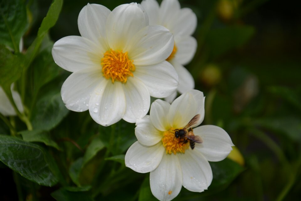 Insect petals plants