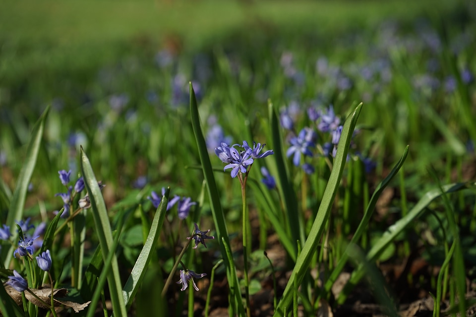 Bloom flower blue