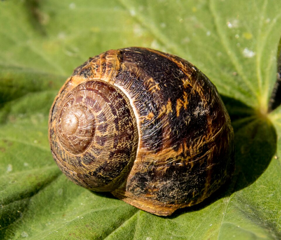 Animal world snail shell leaf