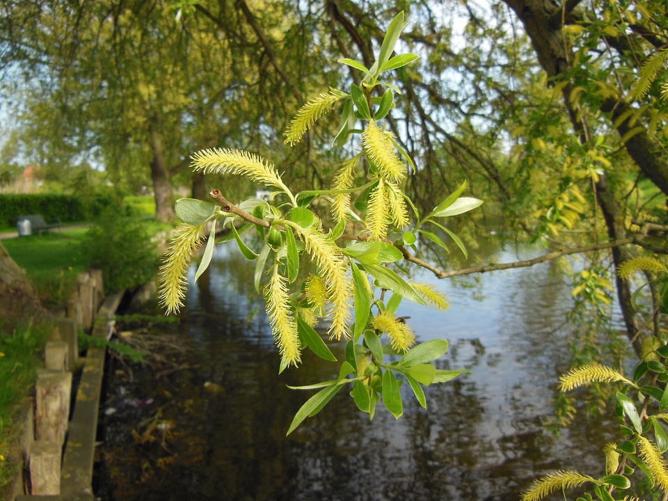 Close-up flowering trees