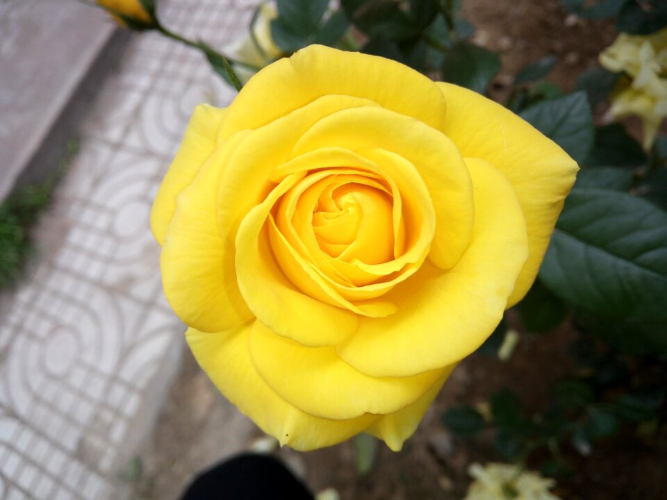 Flower shows green leaves yellow roses