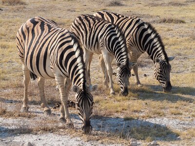 Zebra etosha africa photo