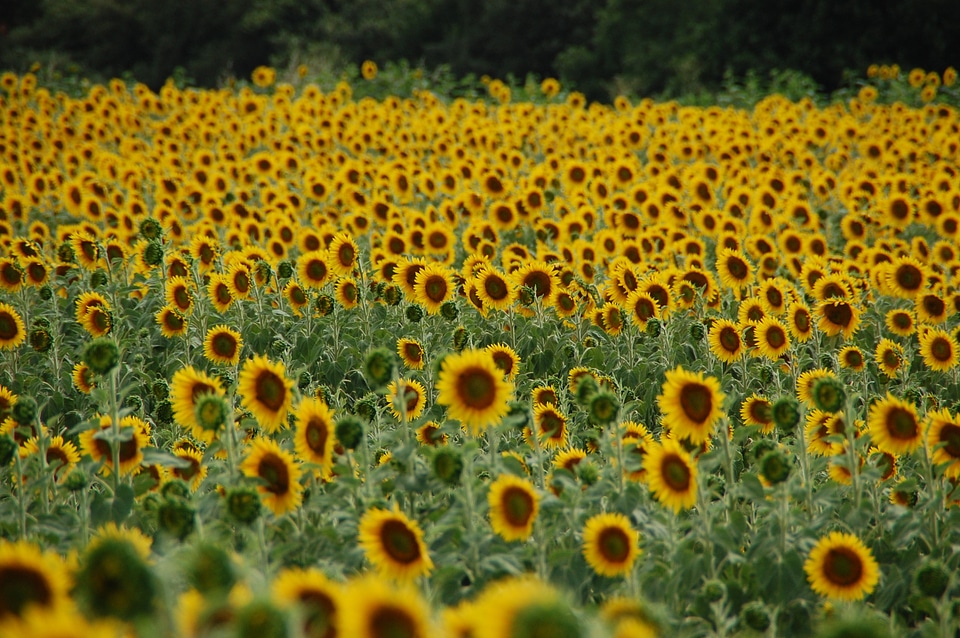 Plant flower yellow