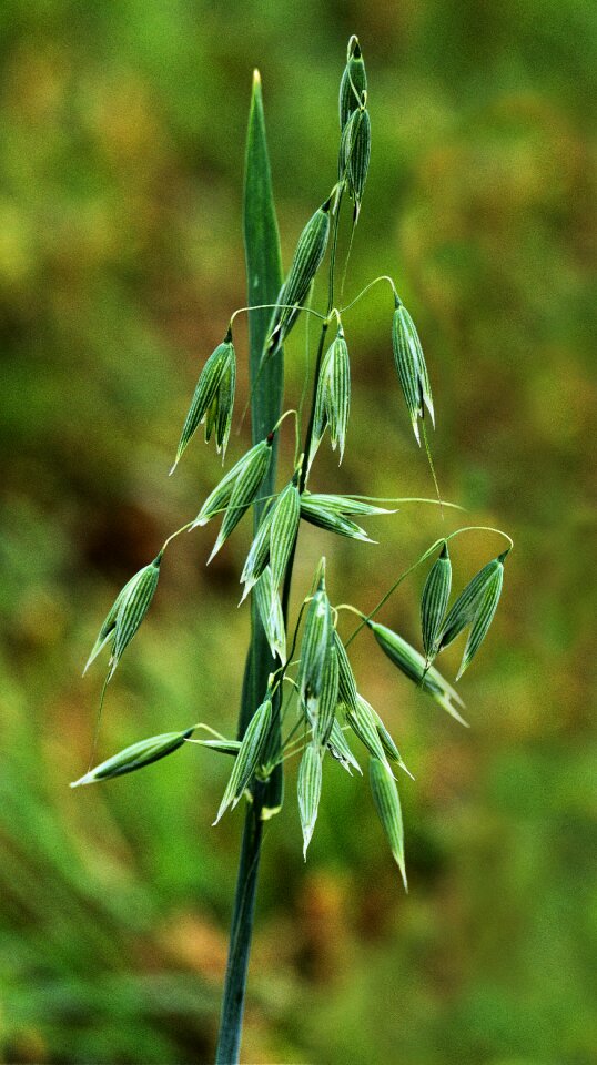 Field plant cornfield