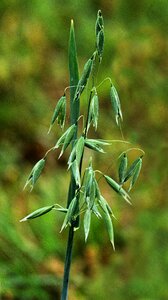 Field plant cornfield photo