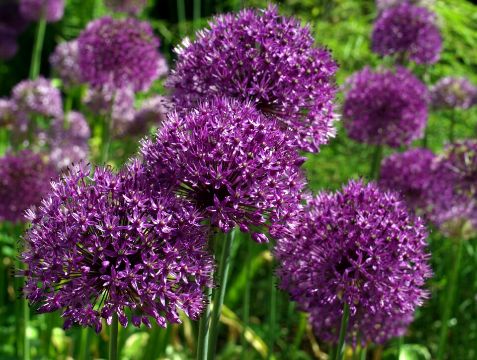 Bloom onion photo