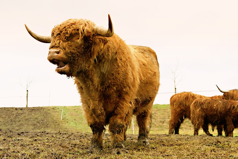 Scottish hochlandrind animal scottish highland cattle