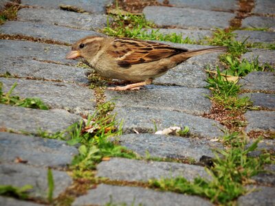 Bird nature plumage