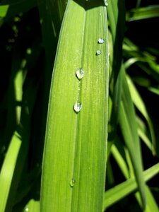 Drop summer greens photo