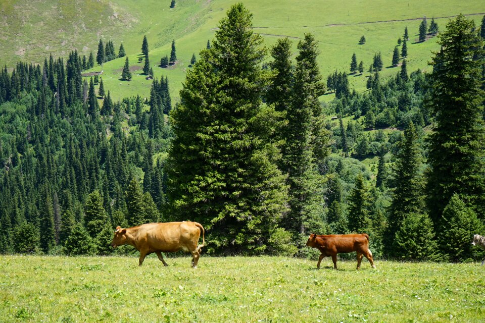 Pine tree cow grassland