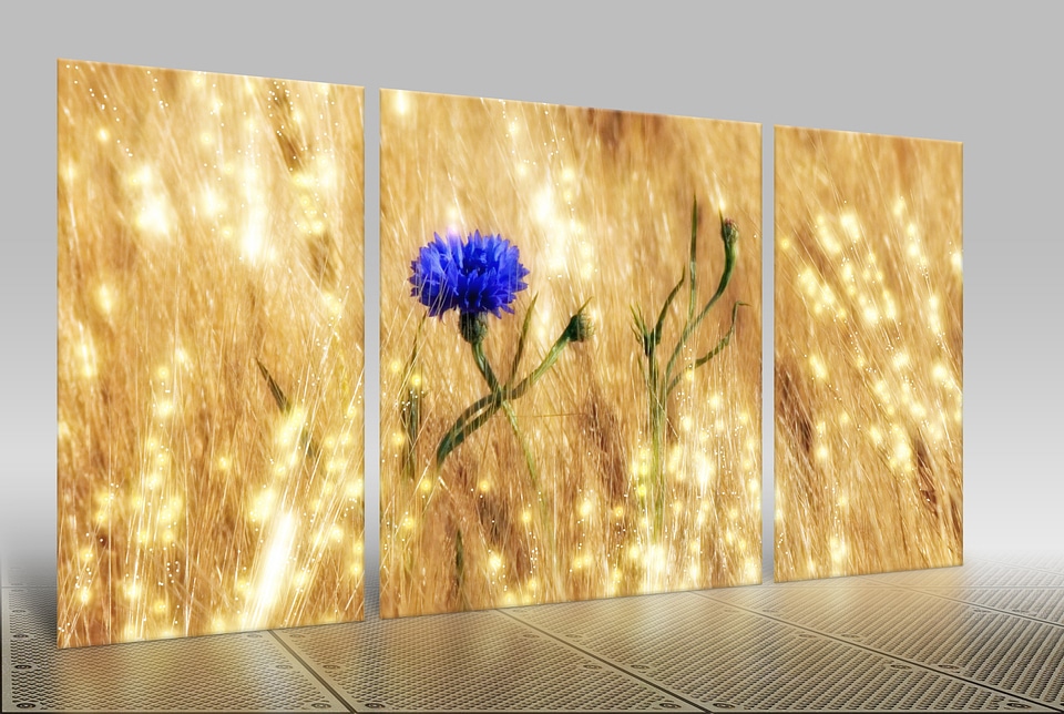 Arable agriculture cornflower