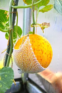 Sweet healthy garden
