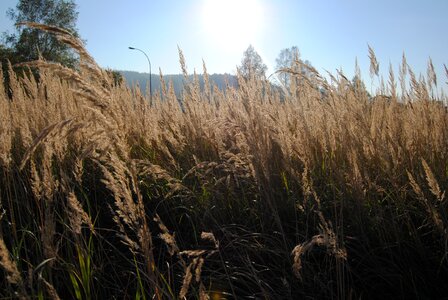 Nature field the environment