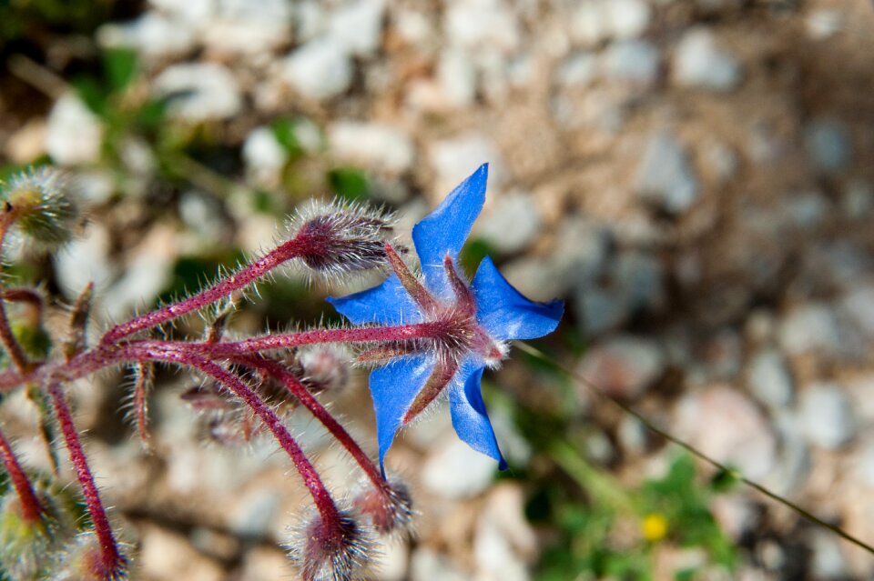 Flower blue flower nature