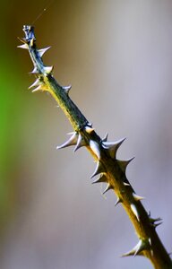 Flower nature stalk