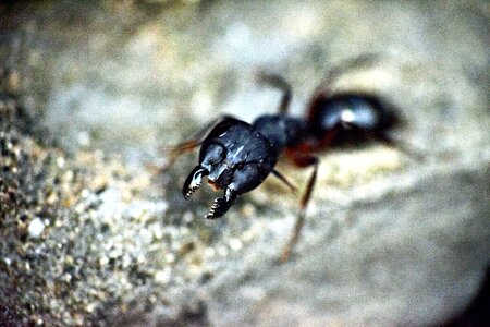 Insect macro no-paparazzi