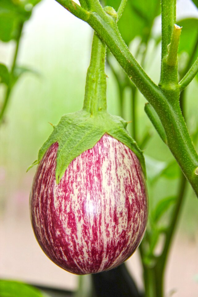 Vegetables healthy purple