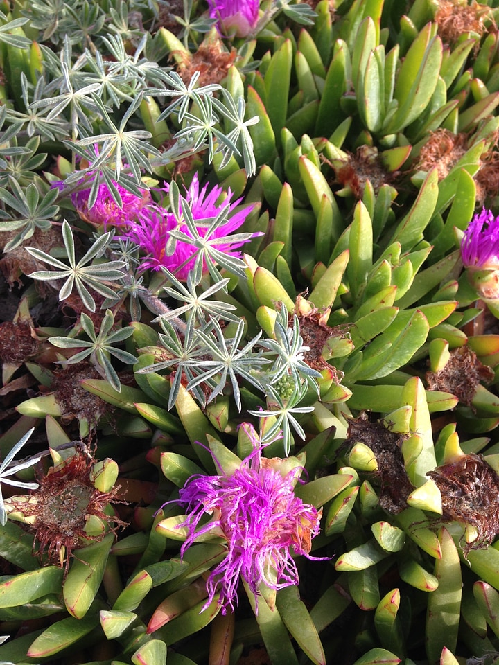 Beach sea flowers