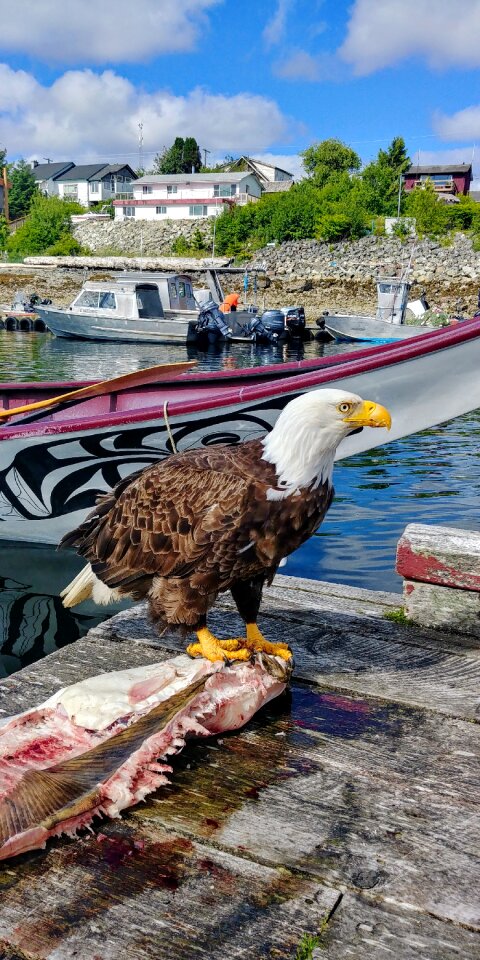 River sea bird