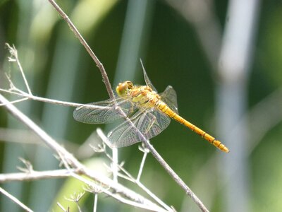 Winged insect cordulegaster boltonii transparent wings photo