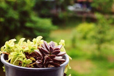 Garden pot plant succulent photo