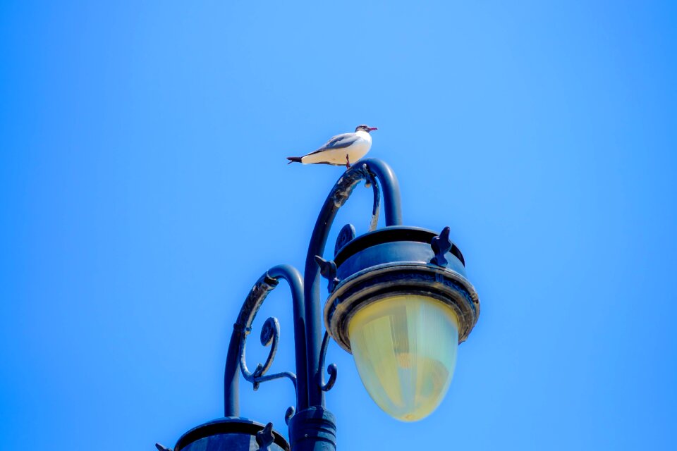Seagull wildlife sky