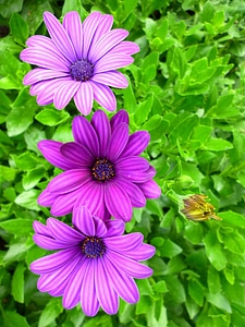 Purple green summer