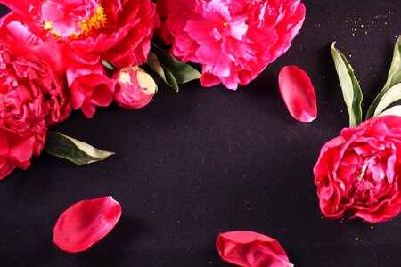 Flowers floral bright