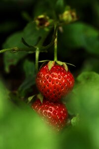Nature garden green strawberry