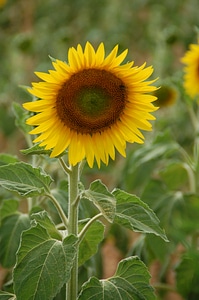 Plant flower yellow