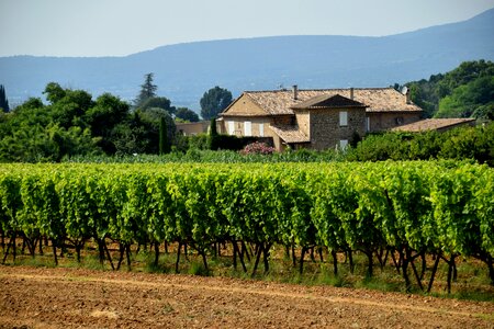 Vineyard grapes winery