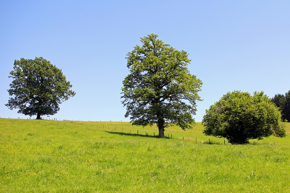 Meadow pasture nature