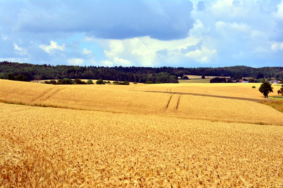 Cornfield field nature
