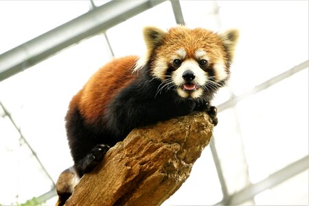 Animal cute red panda photo
