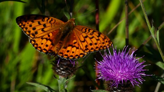 Butterfly sun landscape