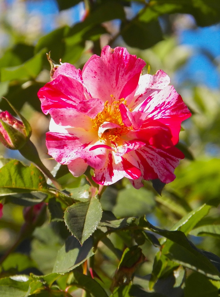 Floral plant natural