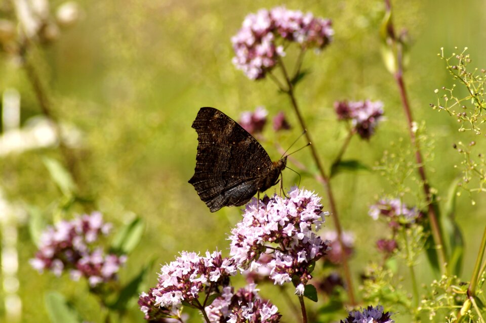Wing flowers peacock butterfly