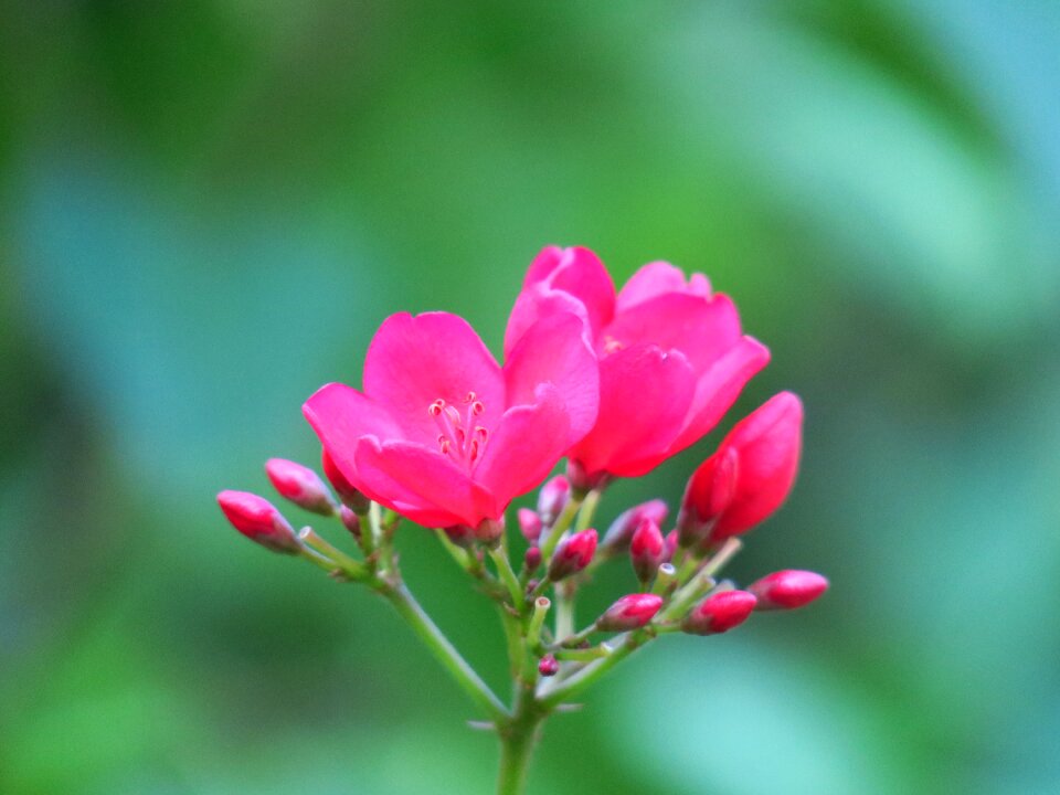 Flowers garden grassland