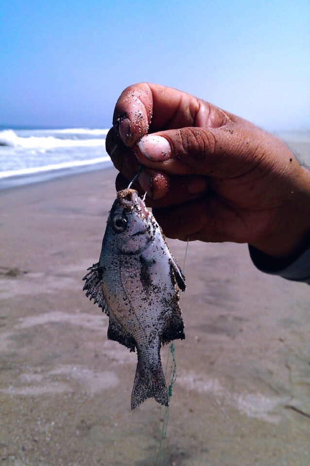 Bait fishing ocean